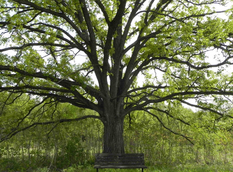 Trees and Shrubs
